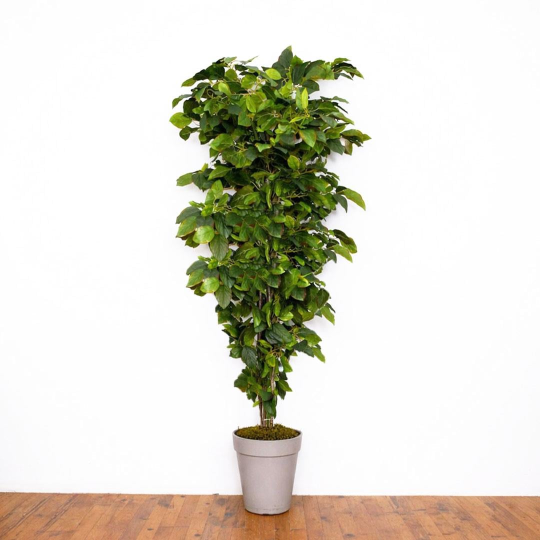 Yapay Mango Ağaç Alacalı Yeşil 170 cm