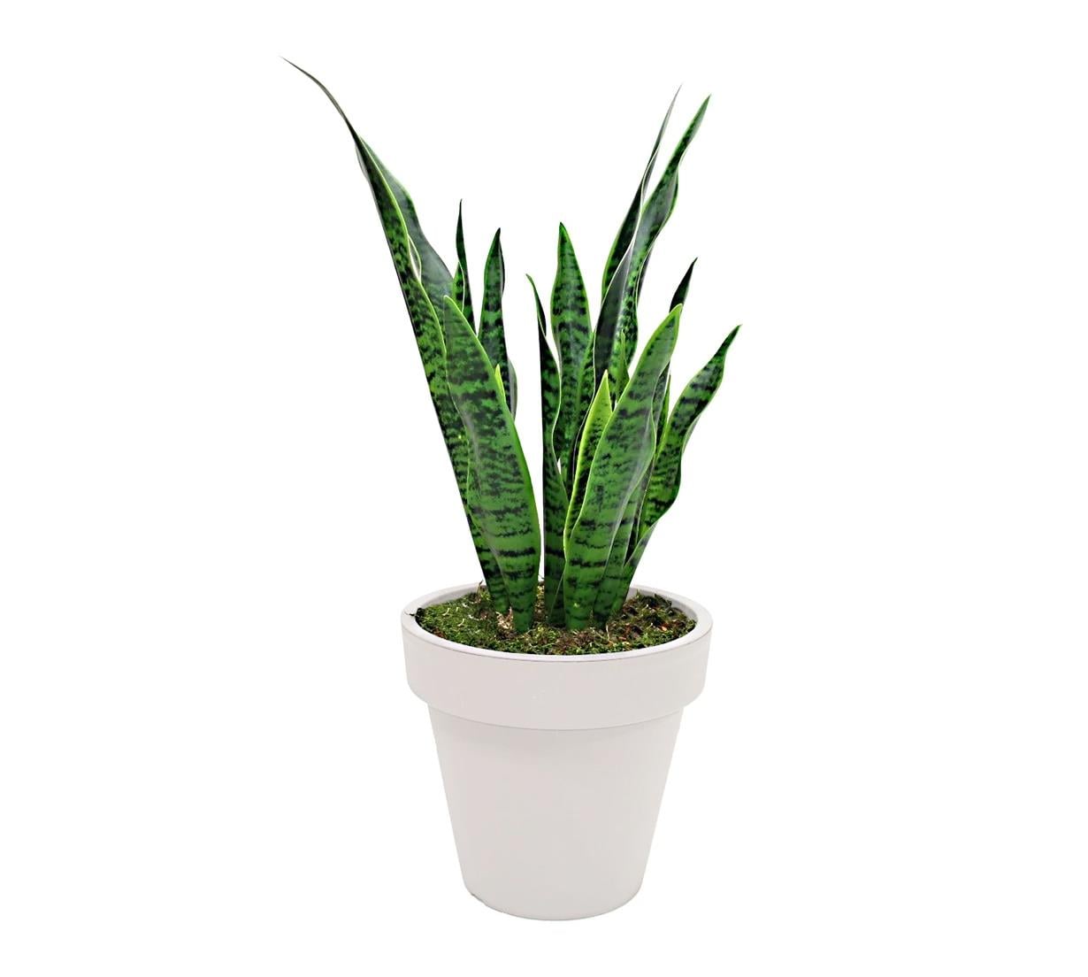 Yapay Sanseverya Paşa Kılıcı Ağacı 85 cm