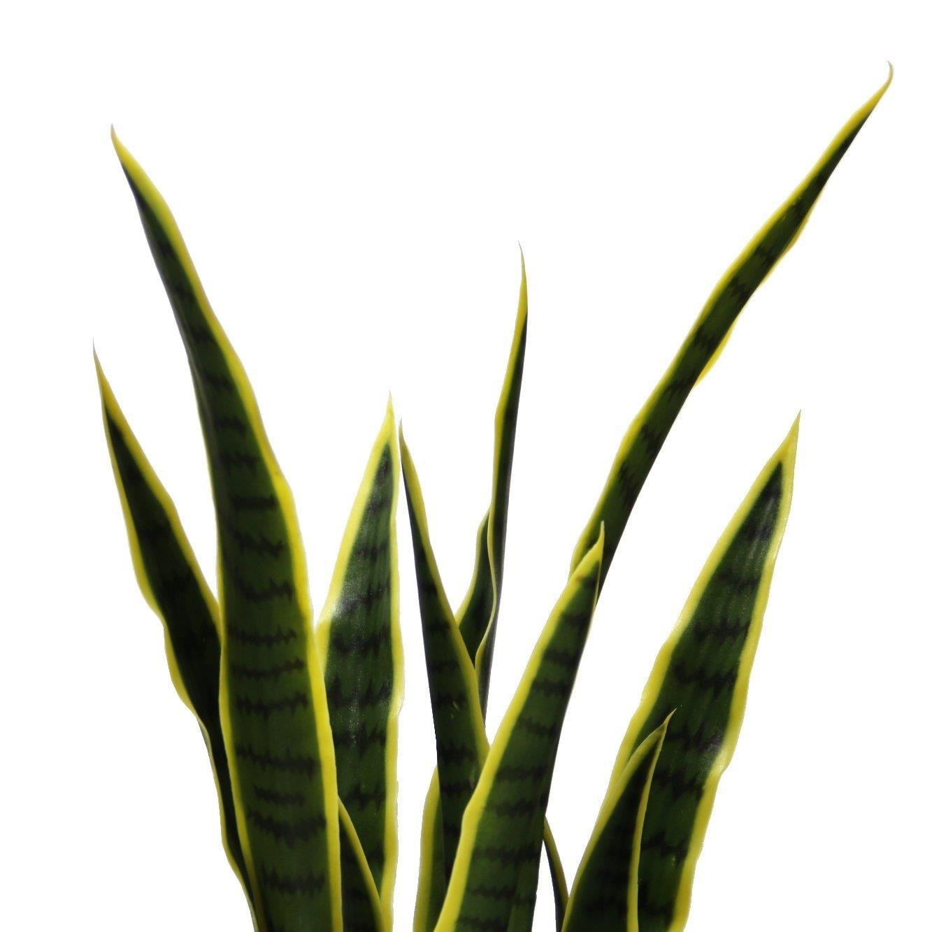 Yapay Snake Paşa Kılıcı 95 cm
