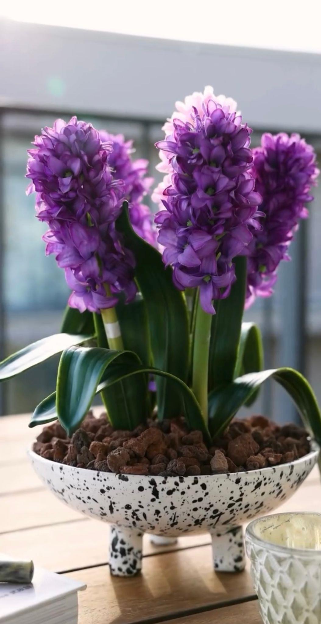 Yapay Sümbül Dal Mor