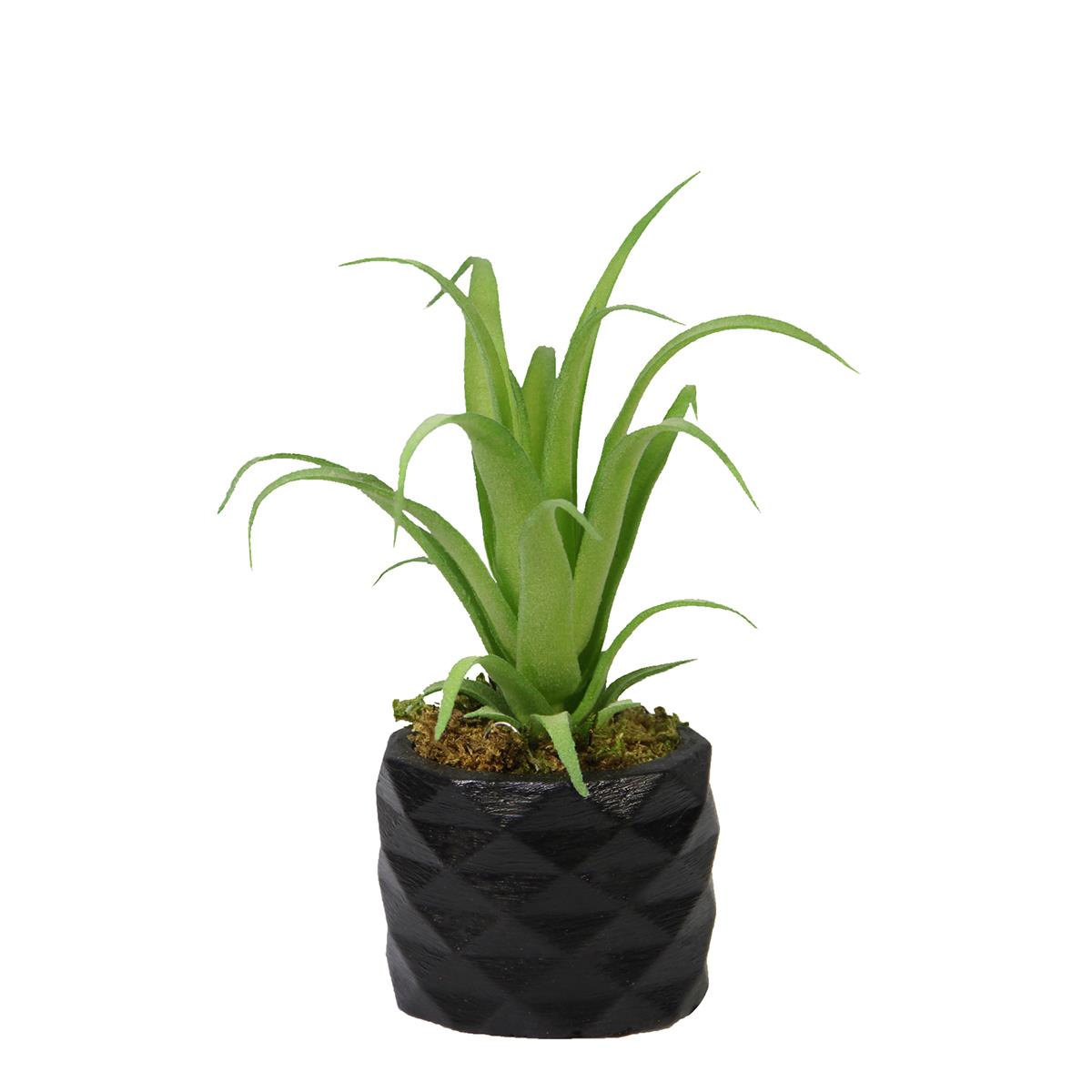 Yapay Tillandsia Sukulent Açık Yeşil 17 cm Saksılı