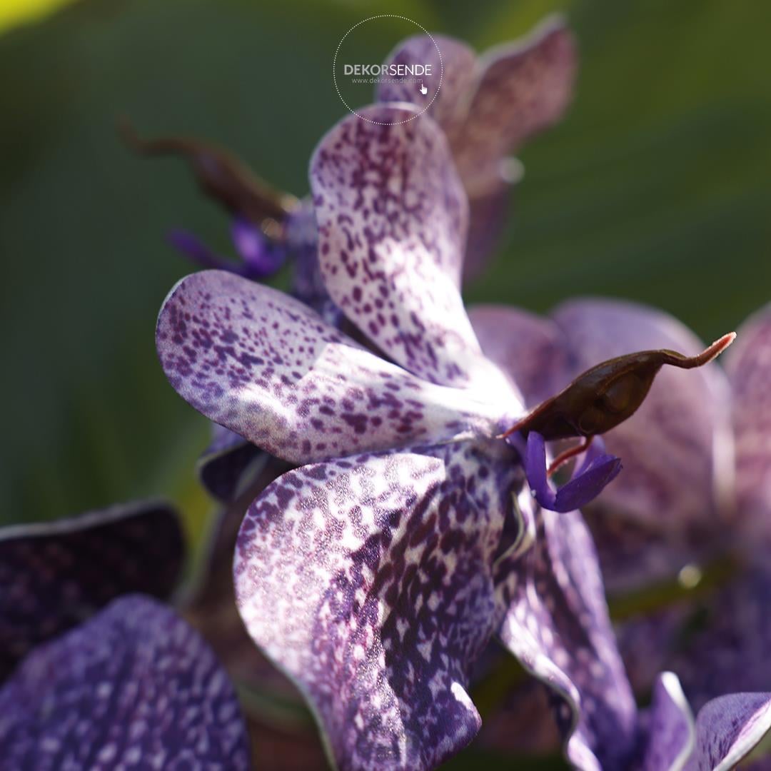 Yapay Vanda Orkide Dalı Mor 52 cm