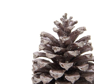 Sahil Kozalağı 2li Lila