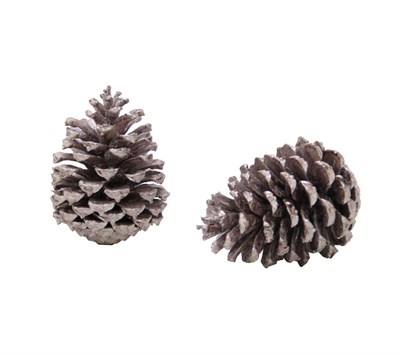 Sahil Kozalağı 2li Lila