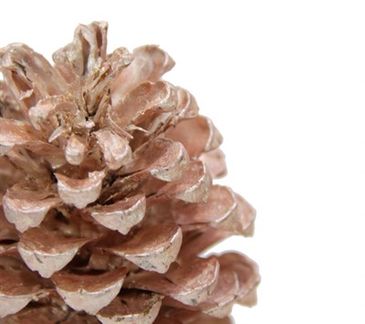 Sahil Kozalağı 2li Pembe