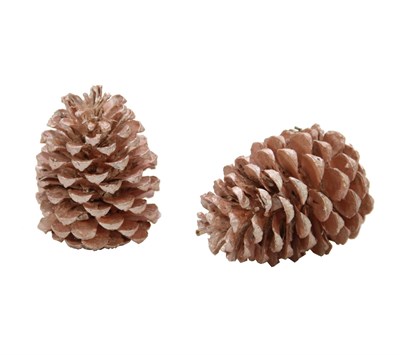 Sahil Kozalağı 2li Pembe