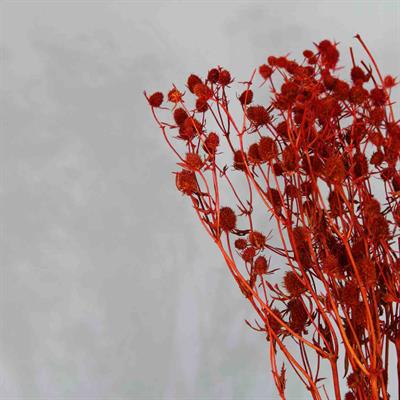 Kurutulmuş Enginiyum Demeti Kırmızı