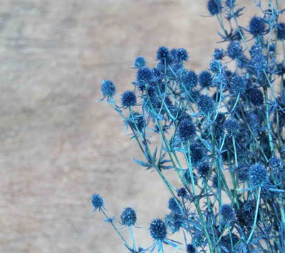 Kurutulmuş Enginiyum Demeti Mavi