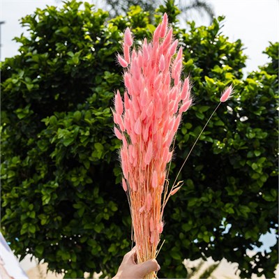 Kurutulmuş Lagurus (Pamuk Ot) Demet Pembe