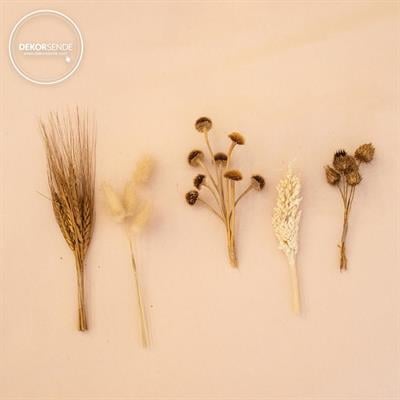 Kurutulmuş Lagurus (Pamuk Ot) Demet Natürel