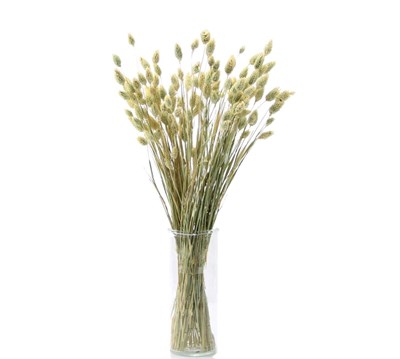 Kurutulmuş Phalaris (Kuş Ot) Demet Natürel