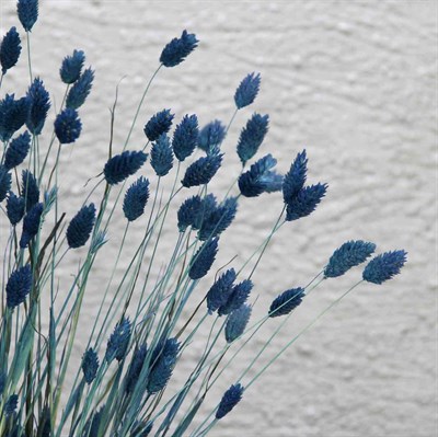 Kurutulmuş Phalaris (Kuş Otu) Demeti Koyu Mavi