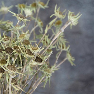 Kurutulmuş Yıldız Çiçeği Demeti