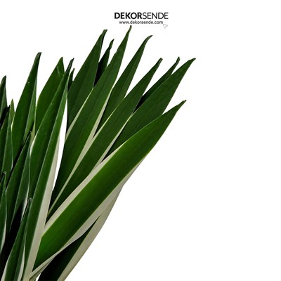 Saksısız Yapay Agave Ağaç Alacalı Yeşil 45 cm