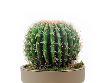 Saksısız Yapay Altın Fıçı (Barrel) Kaktüs 33 cm