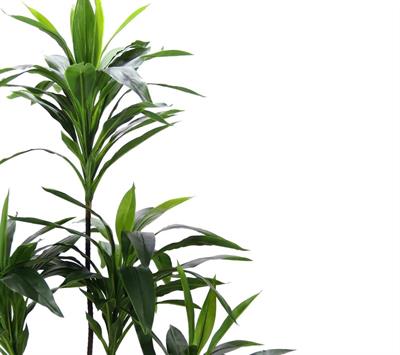 Saksısız Yapay Dracena Ağacı 150 cm