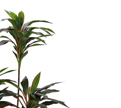 Saksısız Yapay Dracena Ağacı Kırmızı 150 cm