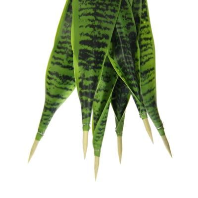 Saksısız Yapay Snake Paşa Kılıcı 85 cm