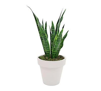 Saksısız Yapay Snake Paşa Kılıcı 85 cm
