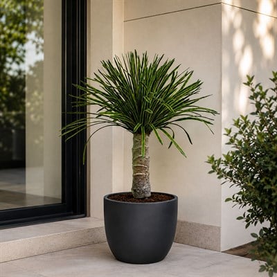 Saksısız Yapay Yucca Filamentosa Ağaç Sarı Yeşil 65 cm