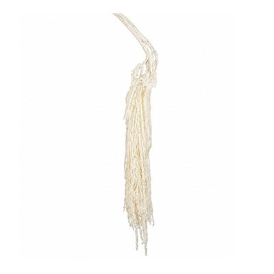 Şoklanmış Amarantus (Amaranthus) Demet 100 cm