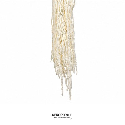 Şoklanmış Amarantus (Amaranthus) Demet 100 cm