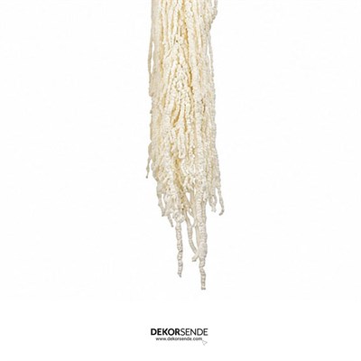 Şoklanmış Amarantus (Amaranthus) Demet 100 cm
