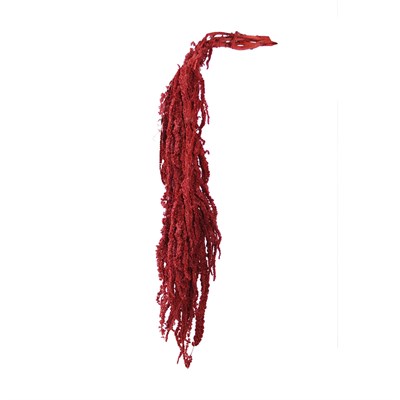 Şoklanmış Amarantus (Amaranthus) Demet Bordo 100 cm