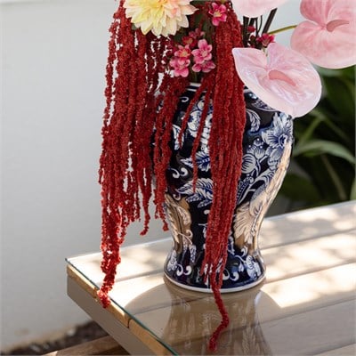 Şoklanmış Amarantus (Amaranthus) Demet Bordo 100 cm