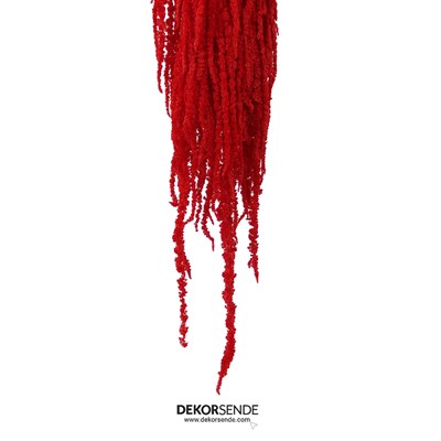 Şoklanmış Amarantus (Amaranthus) Demet Kırmızı 100 cm