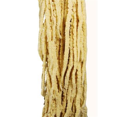 Şoklanmış Amarantus (Amaranthus) Demet 100 cm