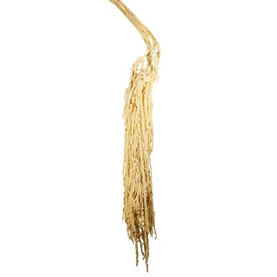 Şoklanmış Amarantus (Amaranthus) Demet 100 cm