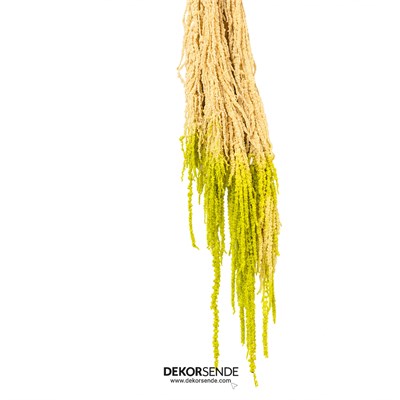 Şoklanmış Amarantus (Amaranthus) Krem Yeşil 60 cm