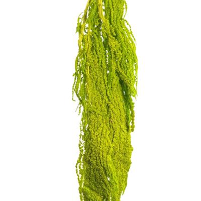 Şoklanmış Amarantus (Amaranthus) Yeşil 60 cm