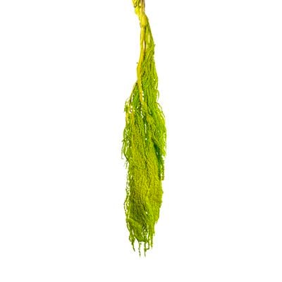Şoklanmış Amarantus (Amaranthus) Yeşil 60 cm