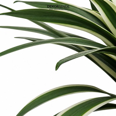 Yapay Agave Ağaç Alacalı Yeşil 45 cm