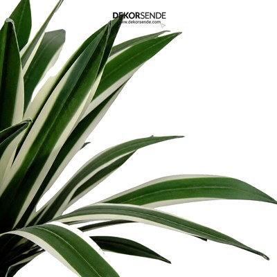 Yapay Agave Ağaç Alacalı Yeşil 55 cm