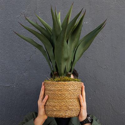 Yapay Agave Salmiana Ağacı 75 cm