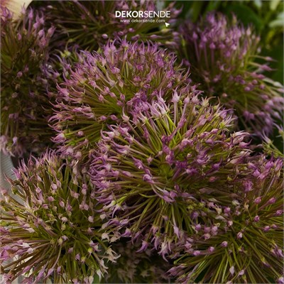 Yapay Allium Dal 5 Kafalı Mor 55 cm