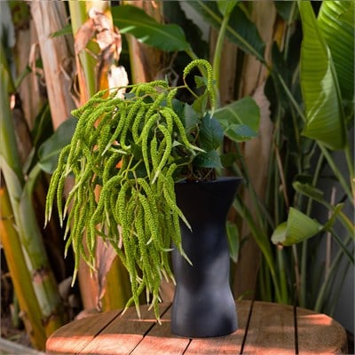 Yapay Amarantus (Amaranthus) Dal Yapraklı Yeşil 90 cm
