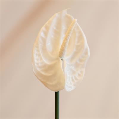 Yapay Antoryum Çiçeği Canlı Dokunuş Beyaz 40 cm