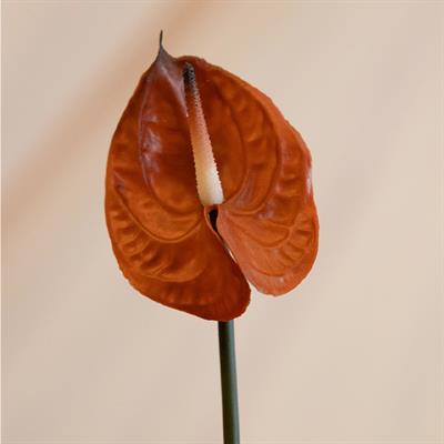 Yapay Antoryum Çiçeği Canlı Dokunuş Kahverengi 40 cm