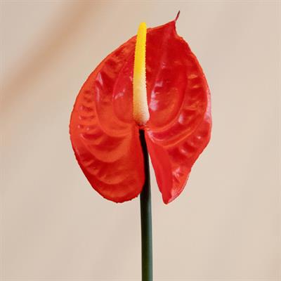 Yapay Antoryum Çiçeği Canlı Dokunuş Kırmızı 40 cm