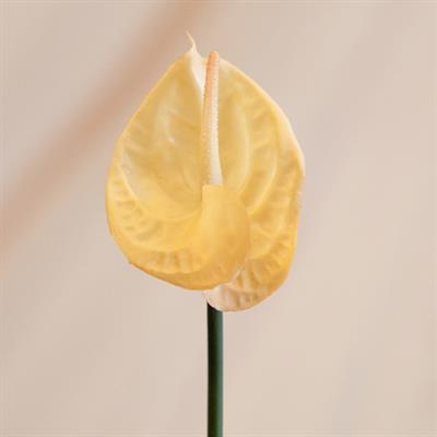 Yapay Antoryum Çiçeği Canlı Dokunuş Krem 40 cm