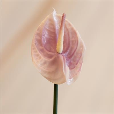 Yapay Antoryum Çiçeği Canlı Dokunuş Lila 40 cm