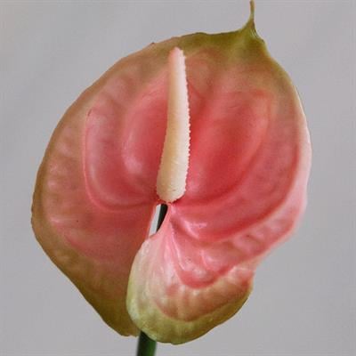 Yapay Antoryum Çiçeği Canlı Dokunuş Pembe 40 cm