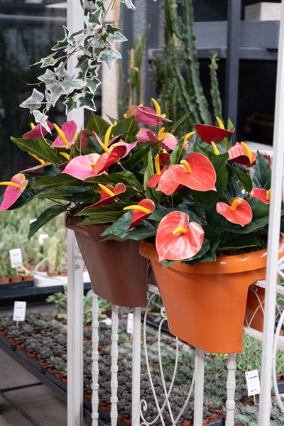 Yapay Antoryum Demeti Kırmızı 45 cm