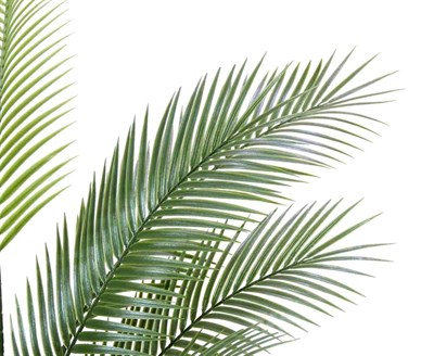Yapay Areka (Areca) Ağaç 155 cm