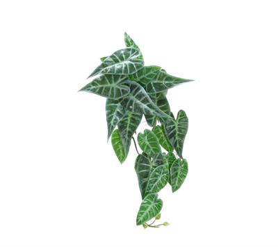 Yapay Caladium Sarmaşık Demeti 55 cm