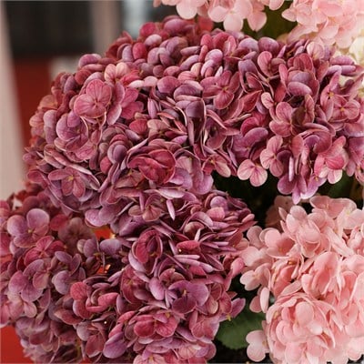 Yapay Çiçek Ortanca Demet Islak Doku Koyu Pembe 43 cm